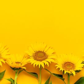 I coach those who feel stuck, down, or overwhelmed and work with them to add a bit of sunshine into their lives: gratitude, hope, confidence, resilience and joy come within reach through coaching. I particularly support individuals who identify as empaths, introverts, or highly sensitive and have special training to support those who are experiencing challenges, including grief and anxiety, related to climate change.