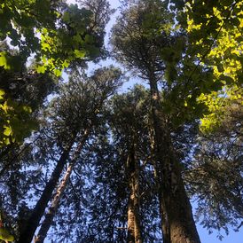 Being aware of yourself and the impact you have on others, being able to strengthen professional and personal relationships also in the most complex situations. Being conscious of your potential and able to express it at the highest level, using your purpose as the engine of your personal and professional growth and evolution, a dream that becomes reality every day!
This is the purpose of my coaching to inspire, strengthen and empower!

I am a Professional Certified Coach PCC from the International Coaching Federation ICF and studied coaching within the Co-Active Training Institute, where I had the chance to meet with the founders.

I partner with leaders and teams to generate a climate of new possibilities through boosting confidence, motivation and collaboration.