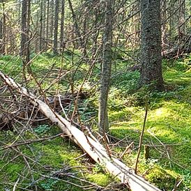 Those who will benefit from my coaching will typically be: 
- Leaders who experience difficult situations in their work or who would like to explore and expand their leadership capabilities 
- IT specialists or project managers who find themselves in situations where it would be useful to have someone who have experience in their field to dialogue with in order to take their work to the next level.
- Sales representatives and sales managers
- People who are in doubt as to where they would like to go next in ther life. 
- Athletes in individual or team sports who are concious about achieving better results but do not know or are unsure how to get there.